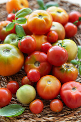 Freshly harvested tomatoes of various shapes and colors arranged on a woven basket in a sunlit kitchen environment