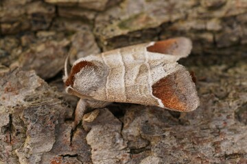 Close up of the chocolate-tip moth, Clostera curtula on wood