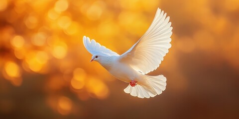 White Dove Flying in Golden Sky Light