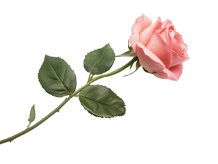pink rose flower with leaf and stem isolated on white transparent background