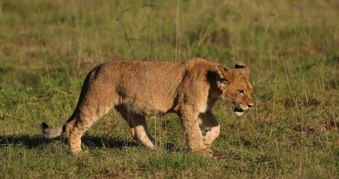 A baby lion walks in the savannah