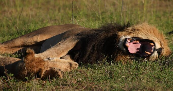 A baby lion plays with his father in the savannah
