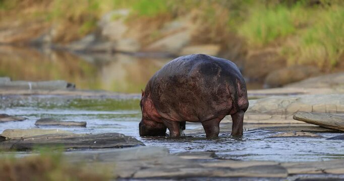 A hippopotamus walks in a river