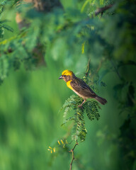 baya weaver sitting on the branch