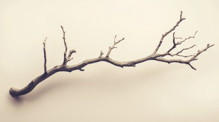 Obraz premium Single dry tree branch on light background