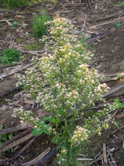 Erígeron canadénsis plant