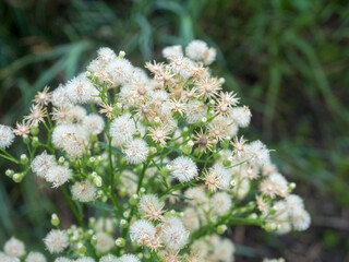 Erígeron canadénsis plant closeup