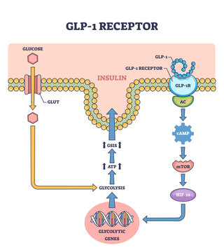 Diagram showing GLP-1 receptor pathway with glucose, insulin, and gene expression, outline diagram, transparent background.