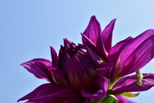 Purple Beauty 