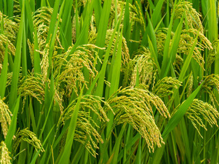Rice fields