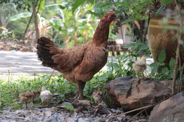 Mother Chicken and her chick.