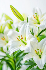 Obraz premium Beautiful white lilies in full bloom with vivid green leaves and unopened buds, set against a bright, clean background.