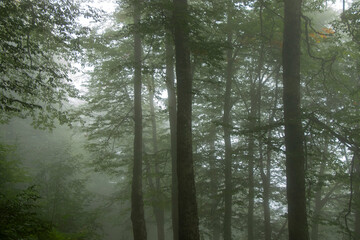 twilight in forest