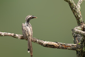 Gray horn bill perching on the branch