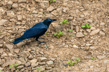 Long tailed Black crow on the field