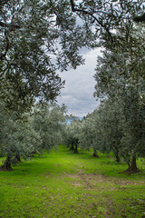Obraz premium Olive gardens. Olive trees in Erdek. Olive trees in Balıkesir. Olive trees in Turkey. 