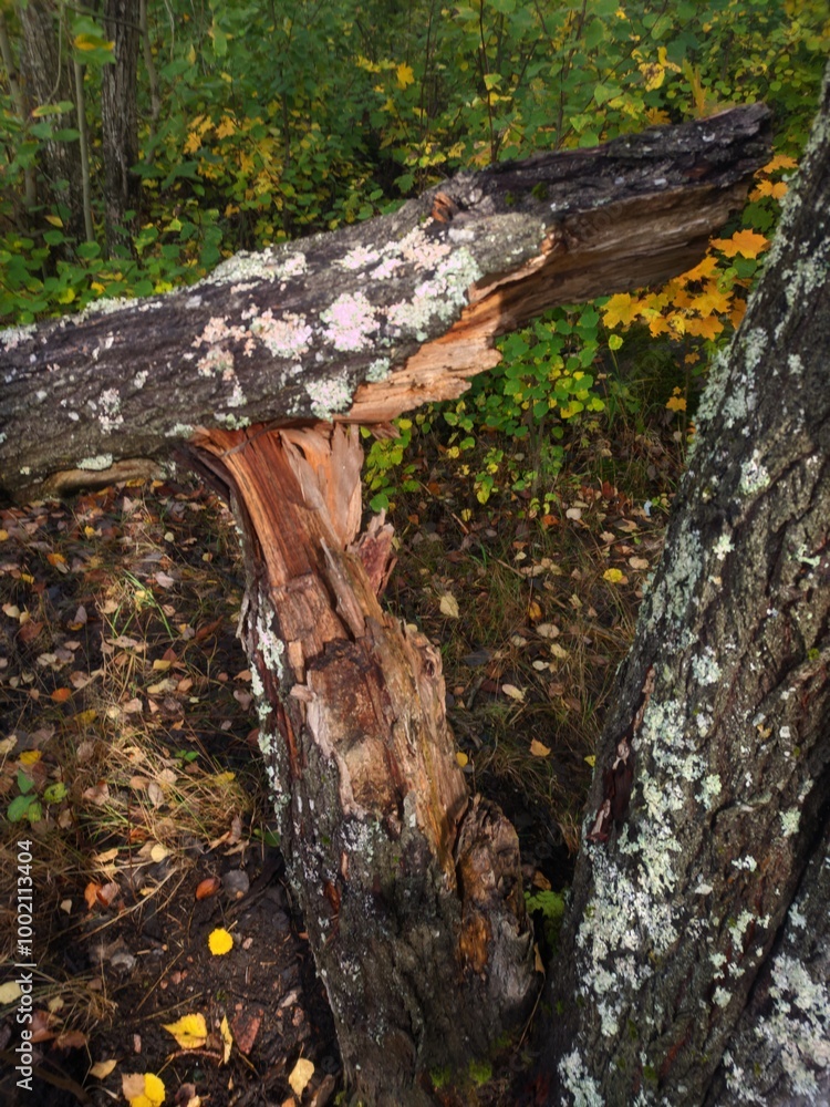 Poster A large tree has fallen across a forest path, surrounded by dense foliage.