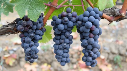 Fototapeta premium Fresh Grapes Hanging from a Vine in a Vineyard