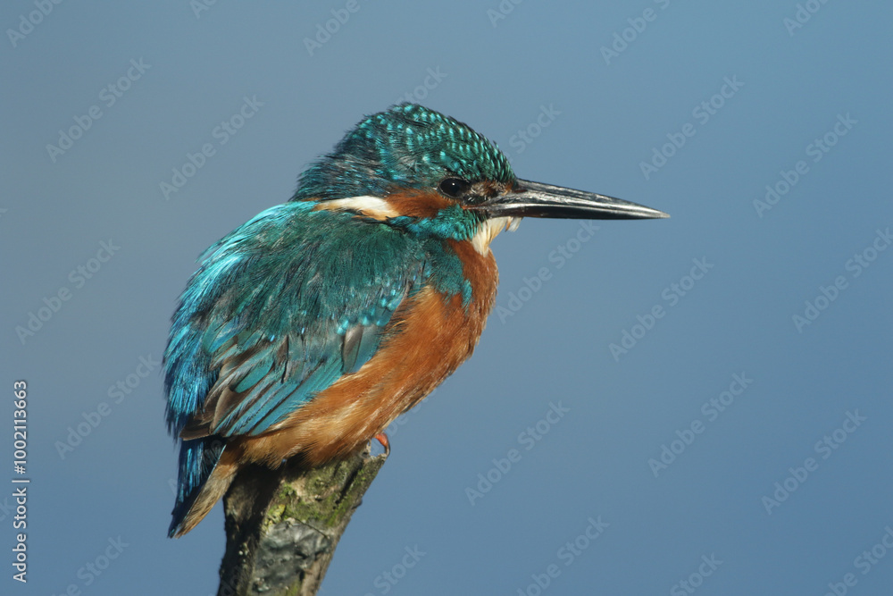 Poster A Kingfisher, Alcedo atthis, is perching on a branch.