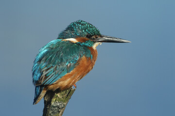 A Kingfisher, Alcedo atthis, is perching on a branch.