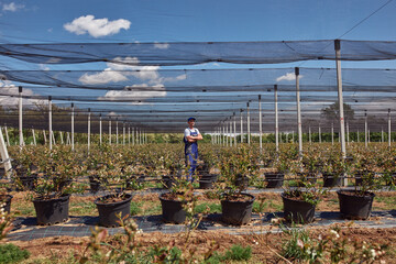 A male gardener posing in a blueberries organic farm.