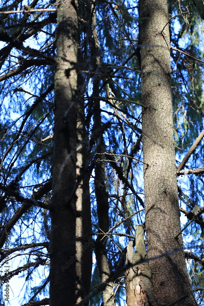 Poster a bird is sitting peacefully on the top of a tree branch, looking out into the distance.