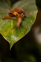 Macro shot of a snail isolated on a green leaf.