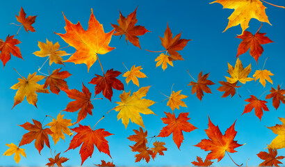 Autumnal vibrant orange maple leaves against blue sky