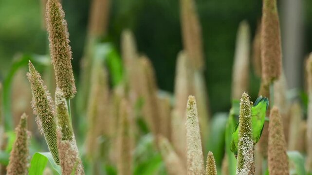 Vernal Hanging Parrot in Pearl Millet field