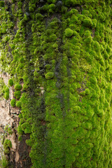 Mossy tree trunk. Tree covered with green moss.
