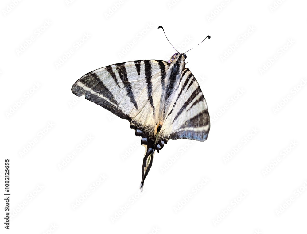 Poster Scarce swallowtail (Iphiclides podalirius) butterfly isolated on white