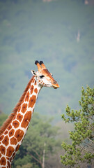 Obraz premium Giraffe in a Savanna