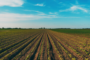 Common sunflower seedling in cultivated plantation field