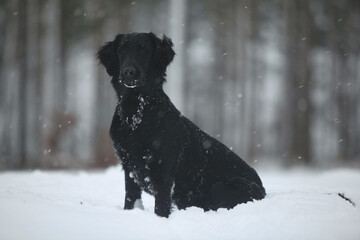 black flat coated retriever sitting dog in snow