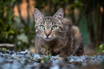 Cute domestic cat stalking prey garden close up portrait. Cat hunting mousse in a garden on summer...