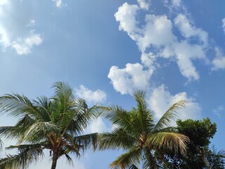 coconut trees with cloudy blue sky background