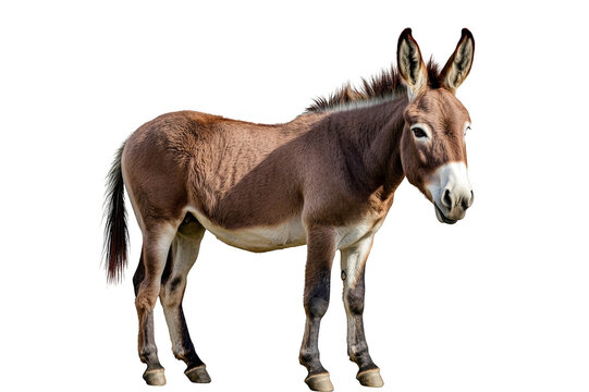 Donkey in full growth on a transparent background