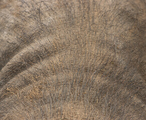 Fototapeta premium skin with black pig hair as background.