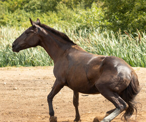 Obraz premium a horse playing in the dust on a walk.