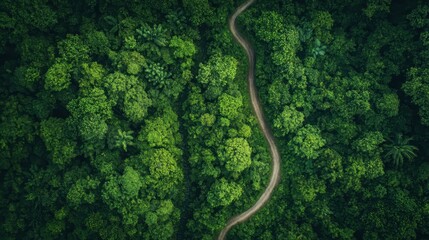 Aerial View of a Serpentine Path Cutting Through Dense Green Forest Canopy in Tropical Jungle
