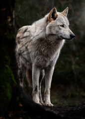 Fototapeta premium A close up of a Grey Wolf (Gray Wolf) in the trees