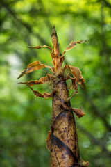 Detail of a bamboo in the bamboo plantations in Broques next to the town of Lapenne in Ariège in France.