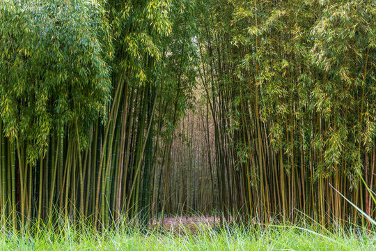 Bamboo plantations in Broques next to the town of Lapenne in Ari&egrave;ge in France.