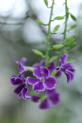 木漏れ日の中のデュランタ