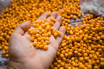 Обліпиха, sea-buckthorn, Облепиха