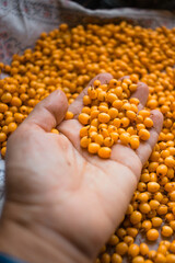 Обліпиха, sea-buckthorn, Облепиха