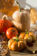 autumn still life with pumpkins