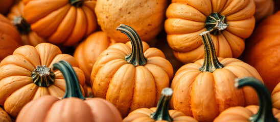 Close Up of Orange Pumpkins