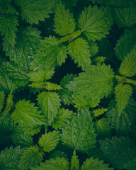 green leaves background