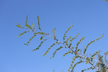 Ziziphus lotus is a small deciduous tree in the buckthorn